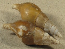 Colus gracilis w/o UK North Sea 7+cm