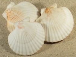 Aequipecten opercularis UK Celtic Sea 6,5+cm