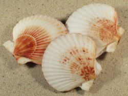 Aequipecten opercularis UK-Nordsee 6,5+cm