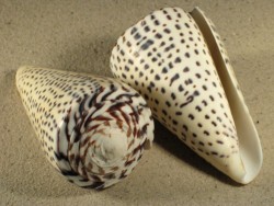 Conus leopardus 8+cm