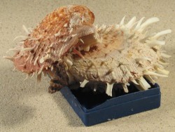 Spondylus variegatus on plastic box PH 13cm *unique*