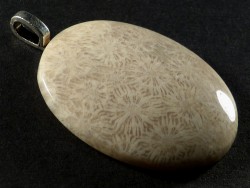 Anhnger fossile Koralle poliert oval 3,9x3,0cm