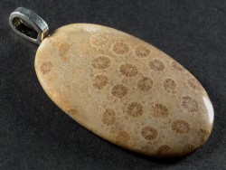 Pendant fossil coral polished oval 3,7x2,5cm