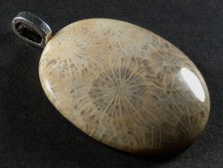 Anhnger fossile Koralle poliert oval 3,5x3,0cm
