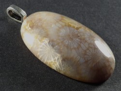 Pendant fossil coral polished oval 3,9cm