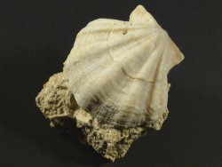 Flexopecten flexuosus Pliocene ES 3,7cm