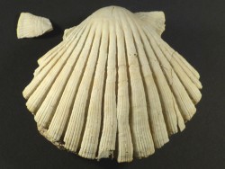 Jakobsmuschel Pecten jacobaeus Pliocene ES 7,7cm