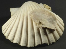 Jakobsmuschel Pecten jacobaeus mit Anomia sp. Pliozn ES 10cm