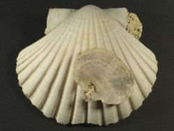 Pecten jacobaeus mit Anomia sp. Pliozn ES 10cm