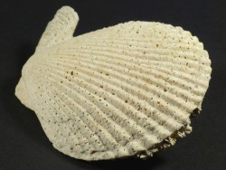 Versteinerung Mimachlamys varia Pliocene ES 6,3cm