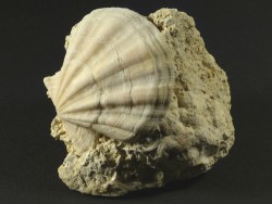Flexopecten flexuosus Pliocene ES 4,3cm