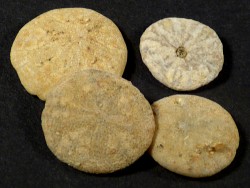 Vaquerosella andersoni Miocene US 1,3+cm