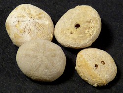 Echinocyamus pusillus Eozn FR 0,7+cm