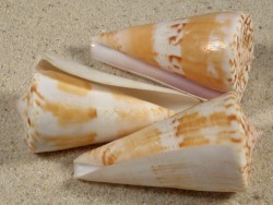 Conus voluminalis PH 5,5+cm