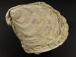 Ostrea edulis Pliocene ES 14,7cm *unique*