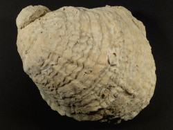 Ostrea edulis Pliocene ES 14,7cm *unique*