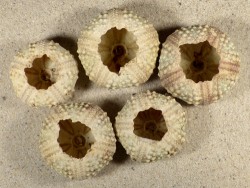 Echinothrix calamaris PH 4+cm (B)