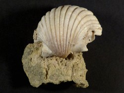 Pecten josslingi Miocene PT 4cm *unique*