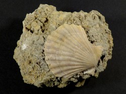 Chlamys pseudopandorae Miocene PT 3,6cm *unique*