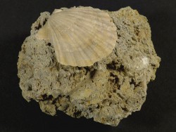Chlamys pseudopandorae Miozn PT 3,6cm *Unikat*