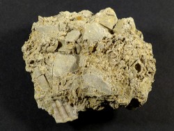 Chlamys pseudopandorae Miocene PT 3,6cm *unique*