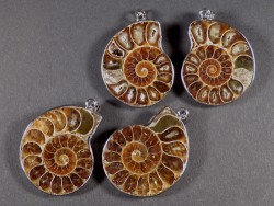Ammonite pendants in paires 3,5cm (x2)