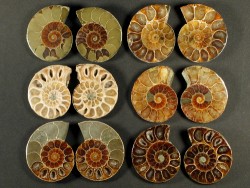 Ammoniten-Schnitt poliert paarig Kreide MG 3+cm (x2)