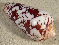 Conus episcopatus MG 7,1cm *Unikat*