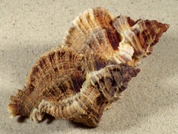 Phyllonotus pomum w/o DO 7,5+cm