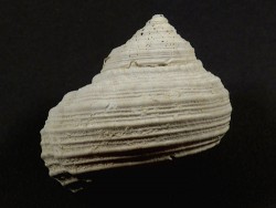 Turbo rhectogrammicus Pliocene US 4cm *unique*