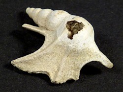 Aporrhais scaldensis Pliocene BE 1,9cm *unique*