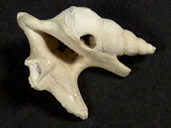 Aporrhais scaldensis Pliozn BE 1,9cm *Unikat*