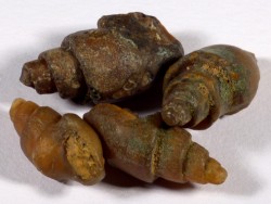 Agate Snail Eocene MA 1,8+cm