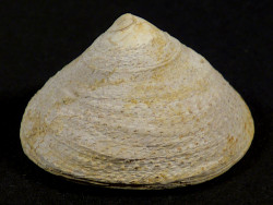 Calyptraea chinensis Pliocene ES 3,7cm *unique*