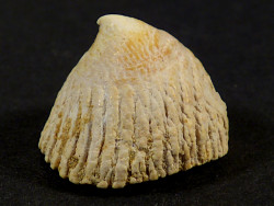 Crucibulum chipolanum Miocene US 2,3cm *unique*